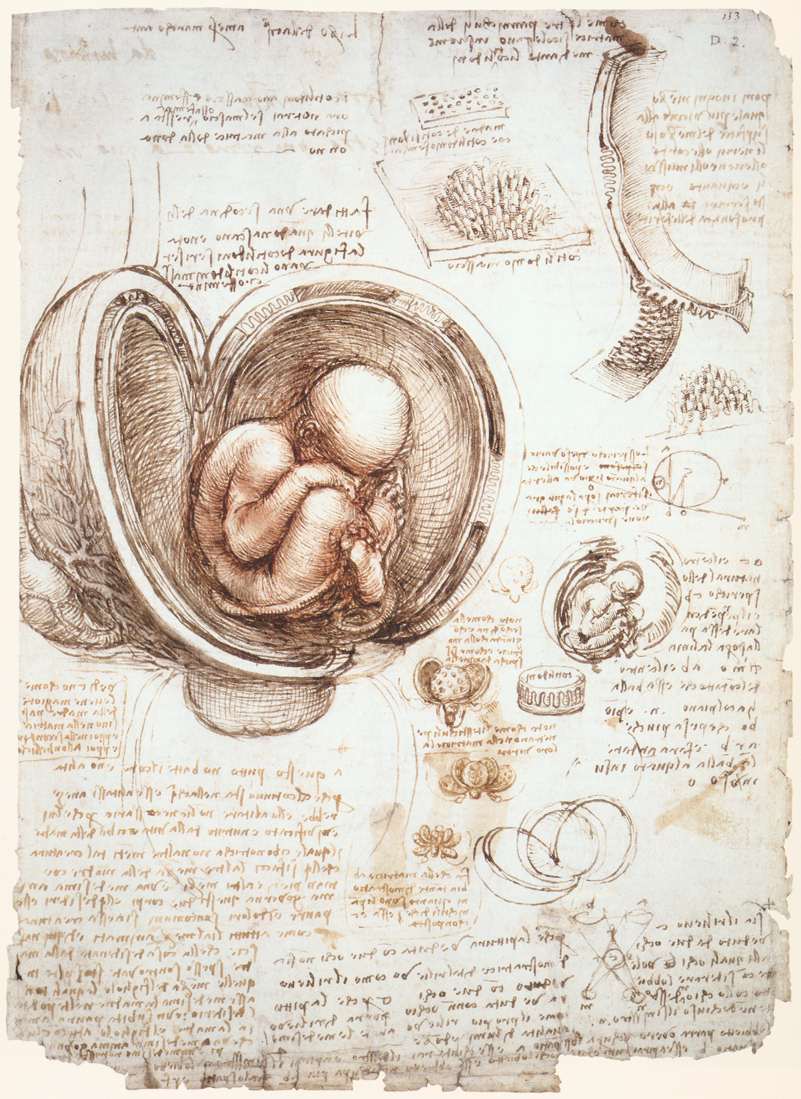 Dibujos anatómicos de Leonardo da Vinci